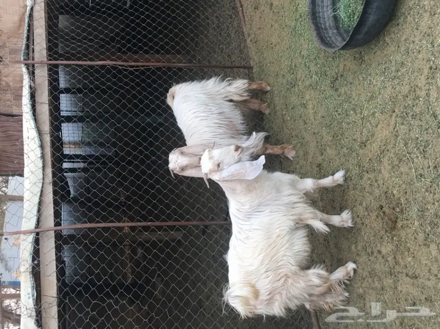 ثلاث معزا بيض (image 8)