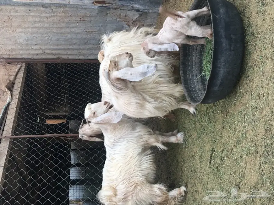 ثلاث معزا بيض (image 9)