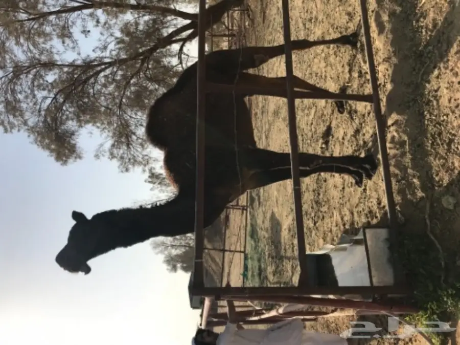 قعود لقي كفو لهل المزاين