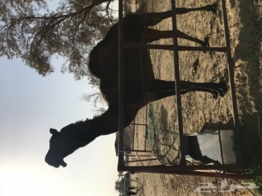 قعود لقي كفو لهل المزاين (image 1)