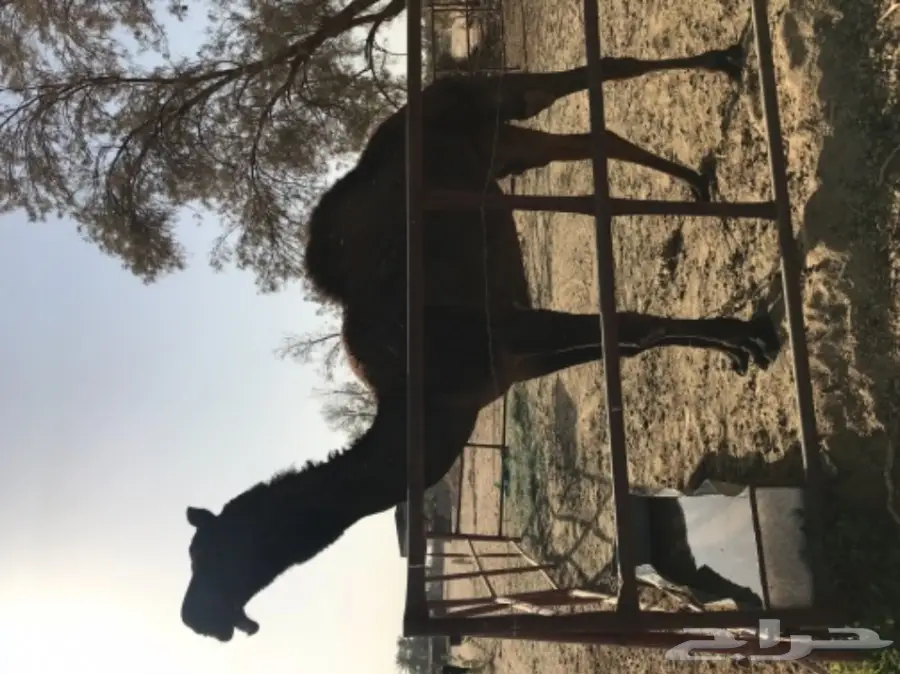 قعود لقي كفو لهل المزاين (image 2)