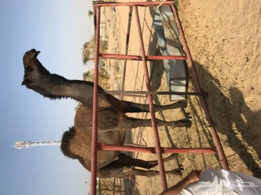 قعود لقي كفو لهل المزاين (image 3)