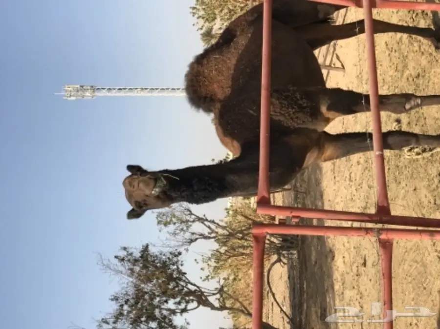 قعود لقي كفو لهل المزاين (image 4)