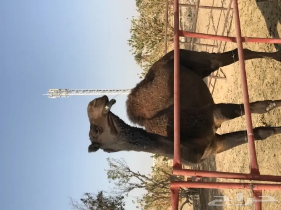 قعود لقي كفو لهل المزاين (image 5)