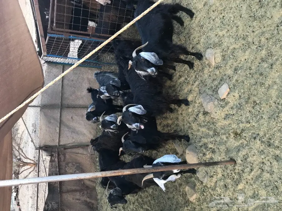 10 معزى دفيع حريات  (image 1)