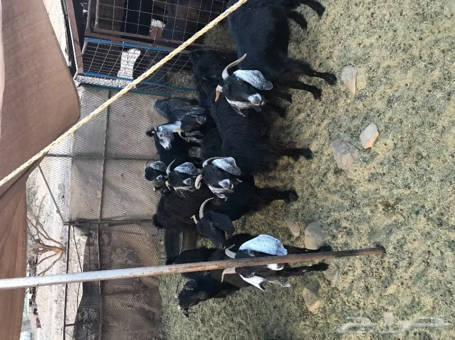 10 معزى دفيع حريات  (image 2)