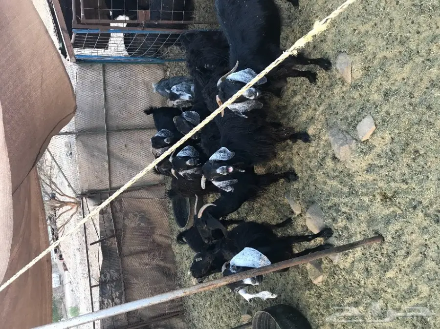 10 معزى دفيع حريات  (image 3)