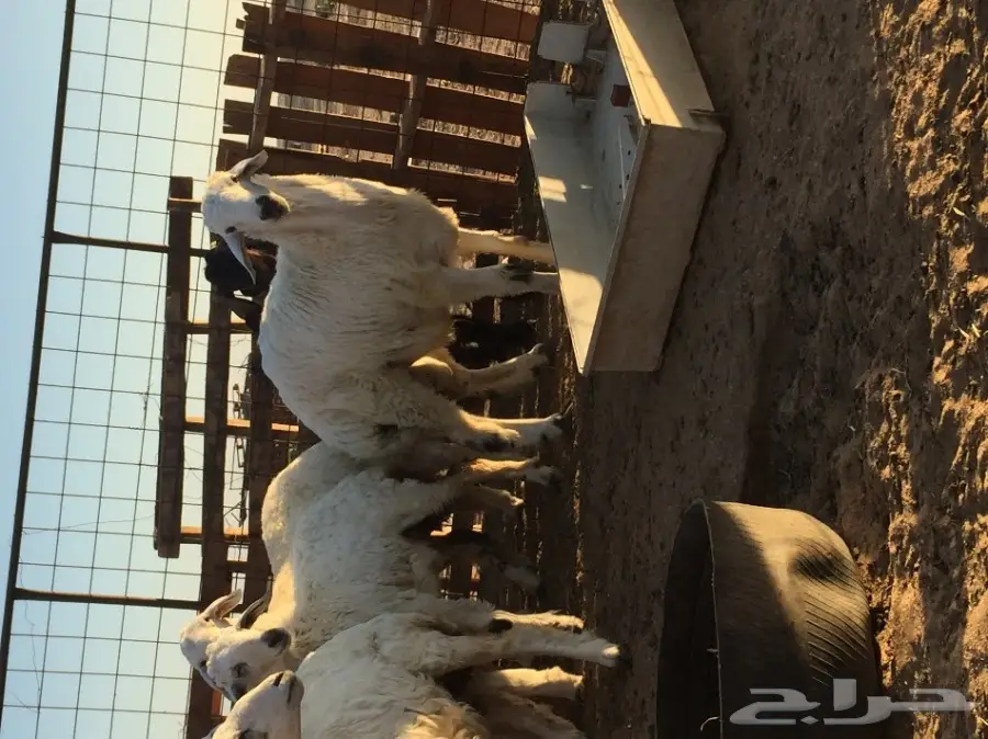 للبيع ذبايح طليان تيوس رخال جمله او تفريد  (image 2)