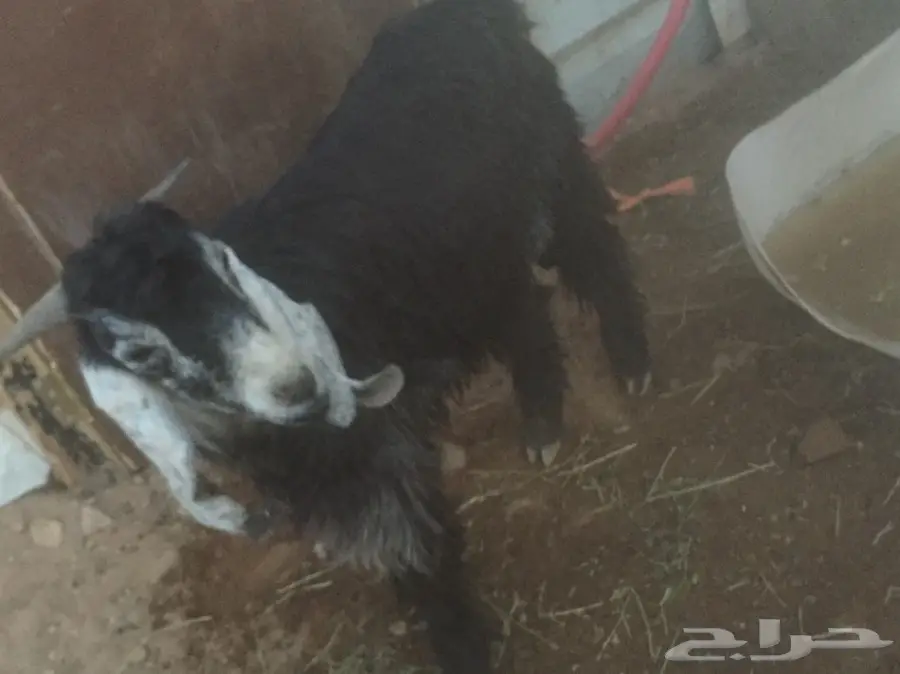 تيس للبيع (image 2)