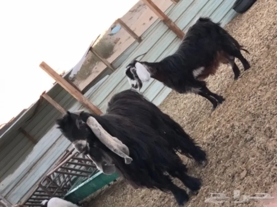 معزا مع تيسهن للبيع بالجبيل