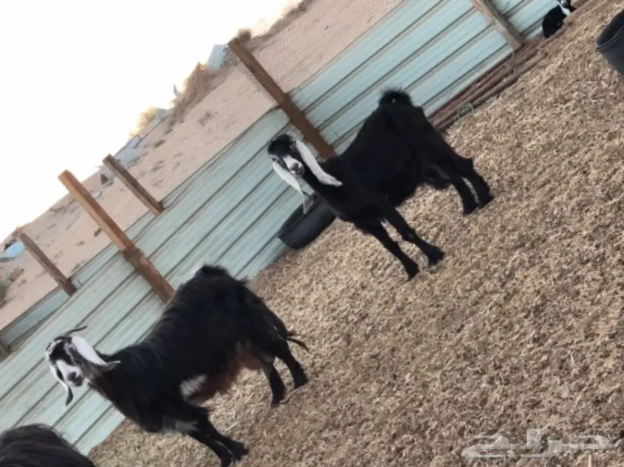 بيع معزا وتيس فحل ممتاز - الجبيل (image 1)