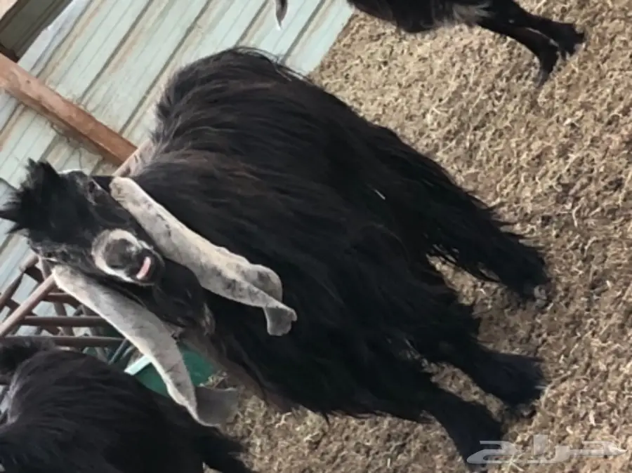 بيع معزا وتيس فحل ممتاز - الجبيل (image 2)