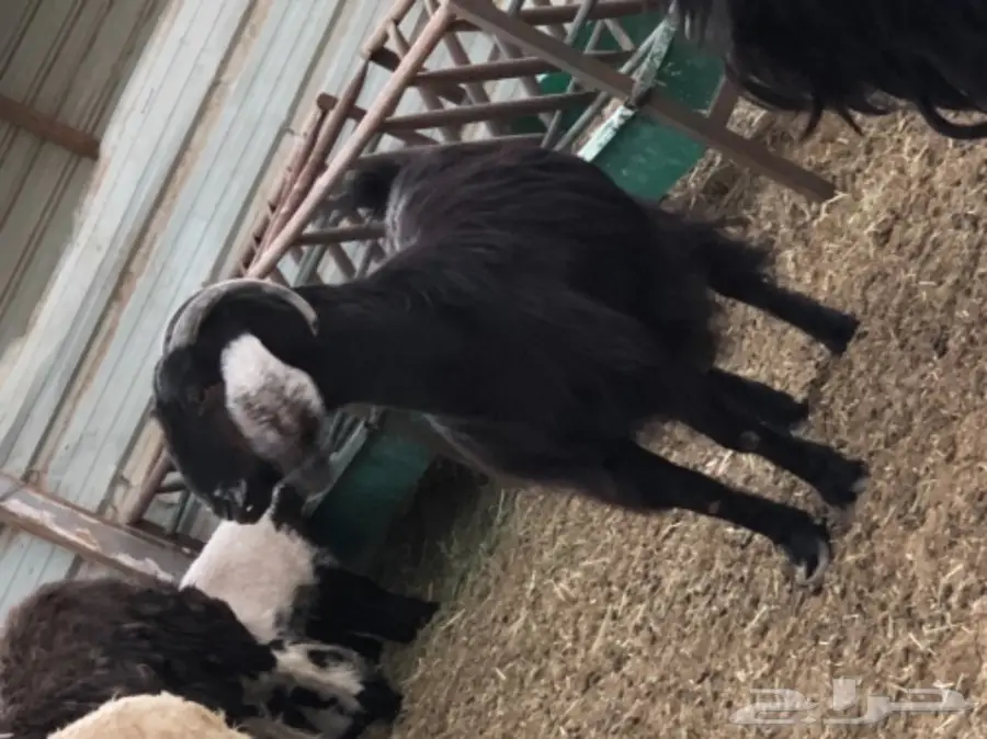 بيع معزا وتيس فحل ممتاز - الجبيل (image 3)