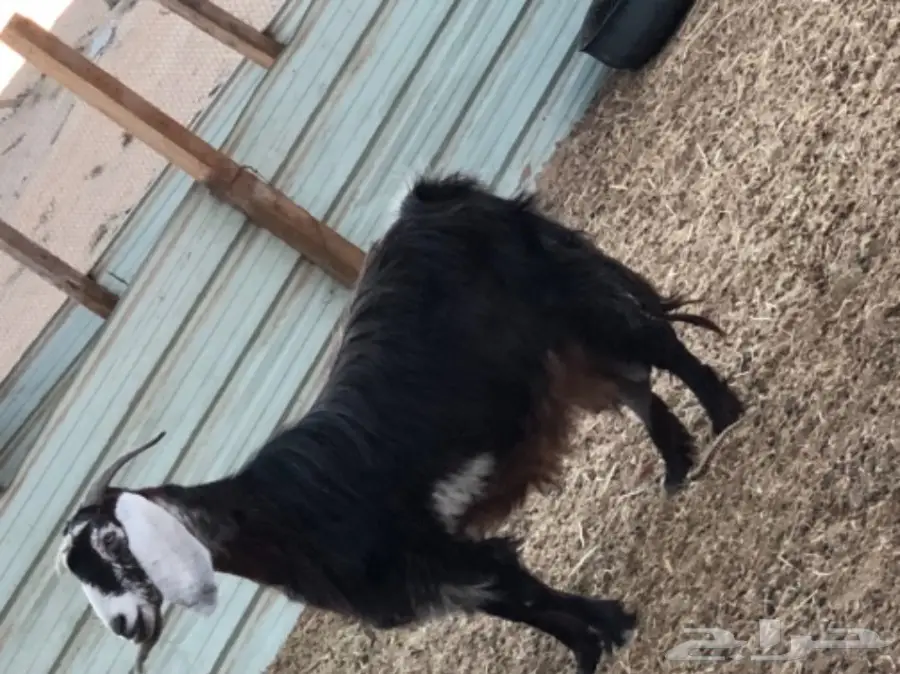 بيع معزا وتيس فحل ممتاز - الجبيل (image 4)