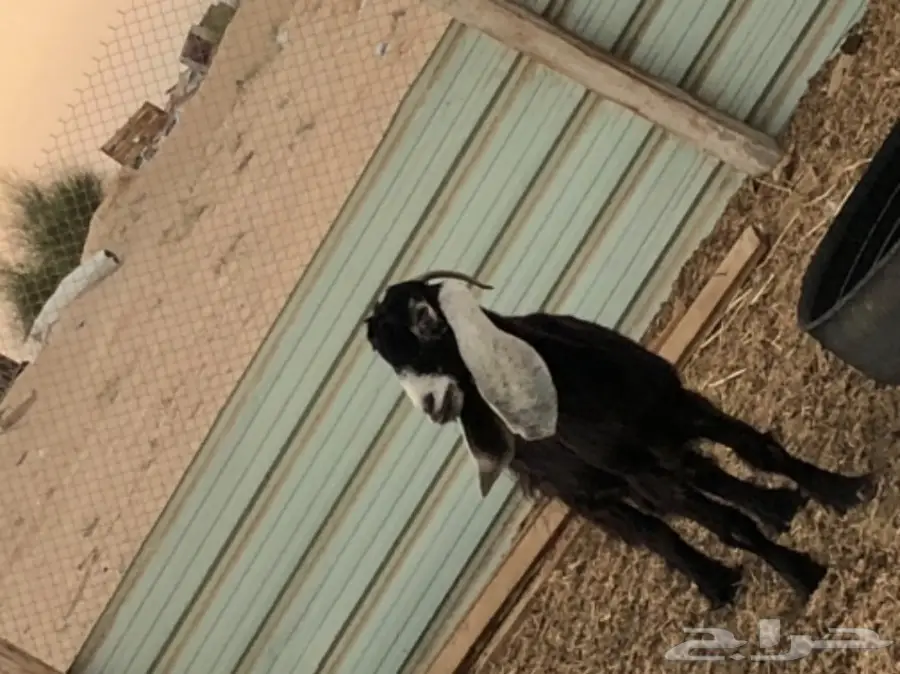 بيع معزا وتيس فحل ممتاز - الجبيل (image 5)