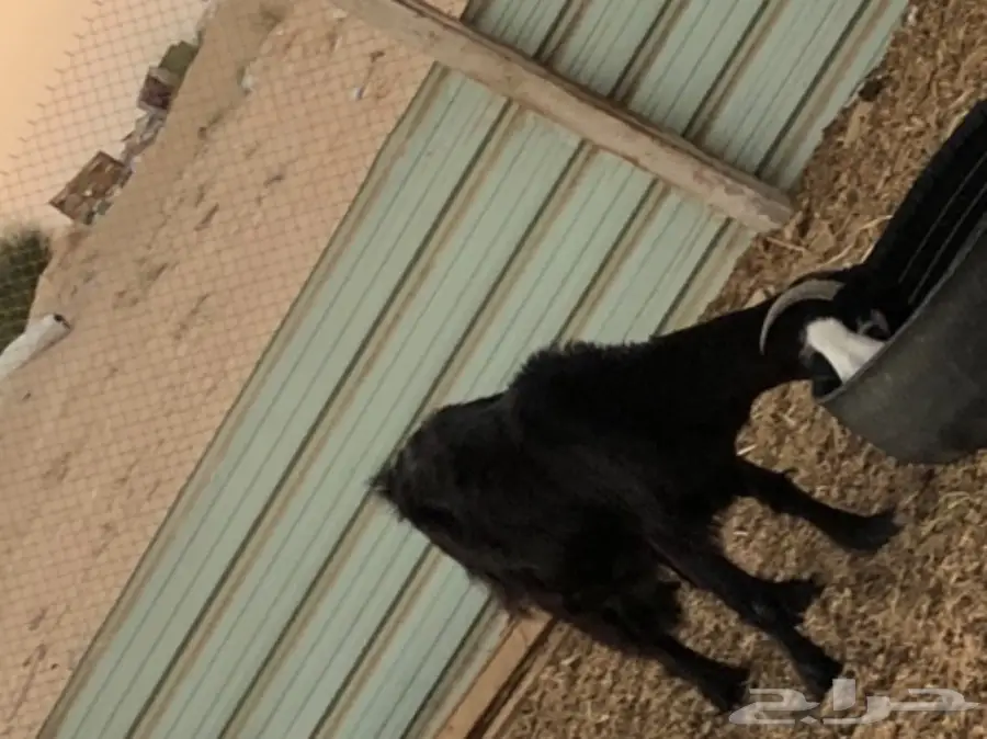 بيع معزا وتيس فحل ممتاز - الجبيل (image 6)