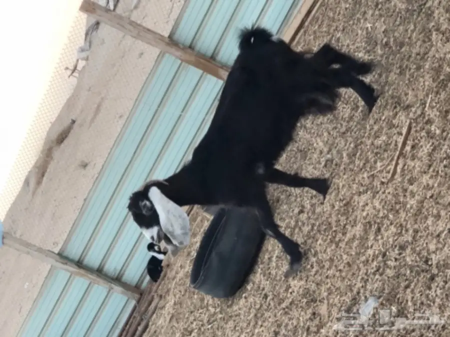 بيع معزا وتيس فحل ممتاز - الجبيل (image 7)