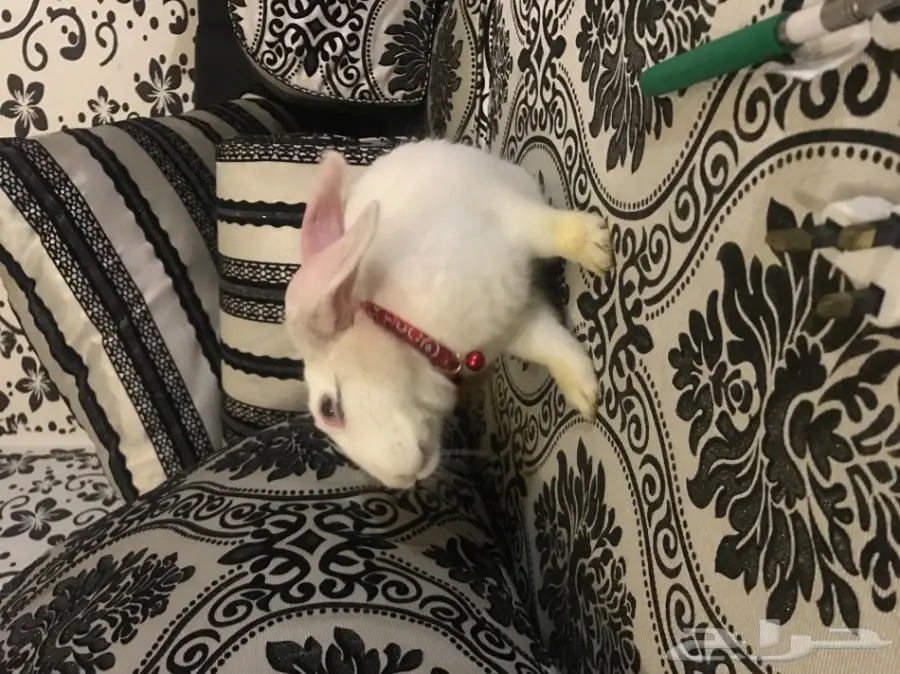 ارنب ابيض للبيع (image 1)