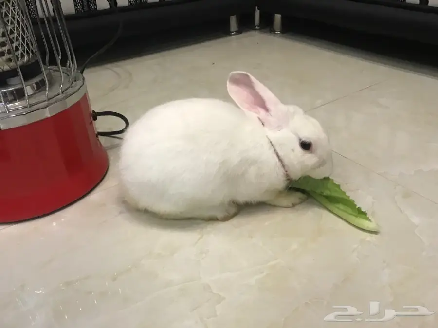ارنب ابيض للبيع (image 2)