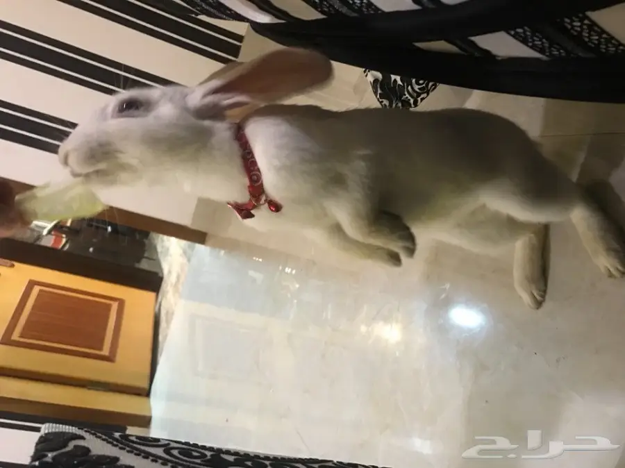 ارنب ابيض للبيع (image 4)