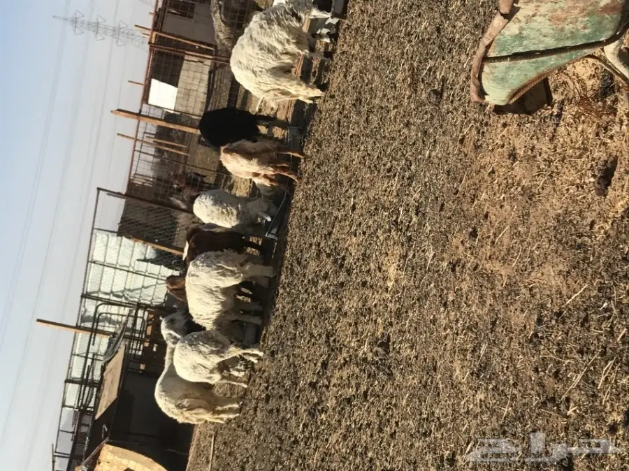 طليان وتيوس وبعضها مشاريع فحول (image 2)