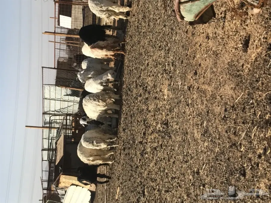 طليان وتيوس وبعضها مشاريع فحول (image 4)