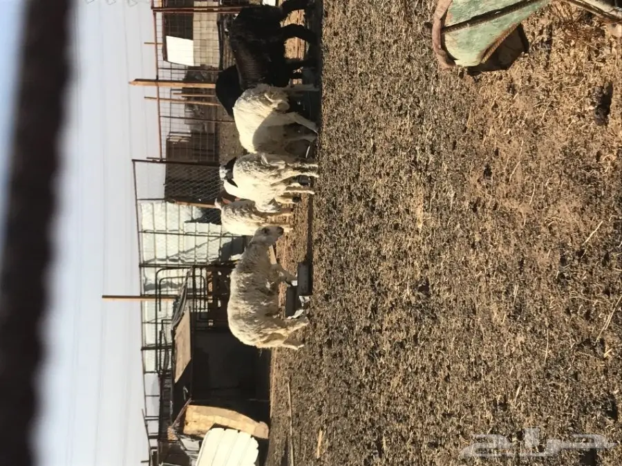 طليان وتيوس وبعضها مشاريع فحول (image 12)