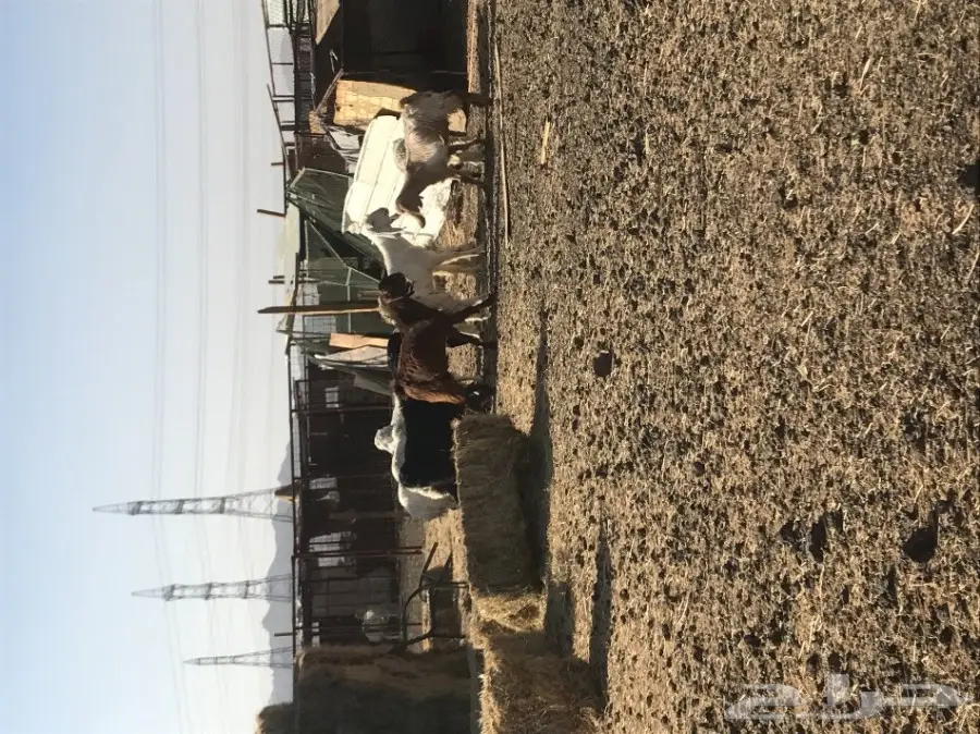 طليان وتيوس وبعضها مشاريع فحول (image 15)