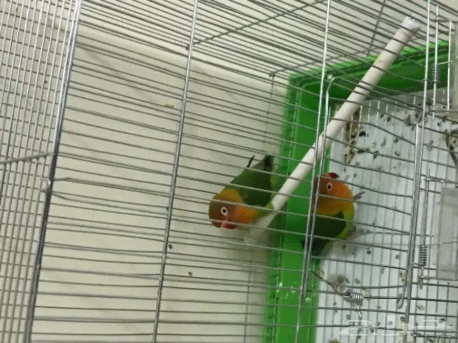 جوز روز جميل (image 1)