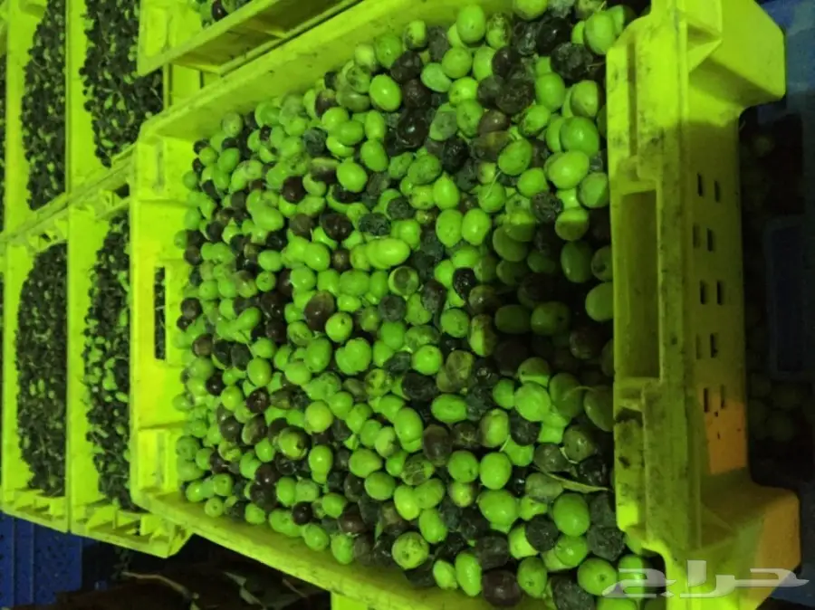 عصرة اولى على البارد زيت زيتون من مزرعتنا