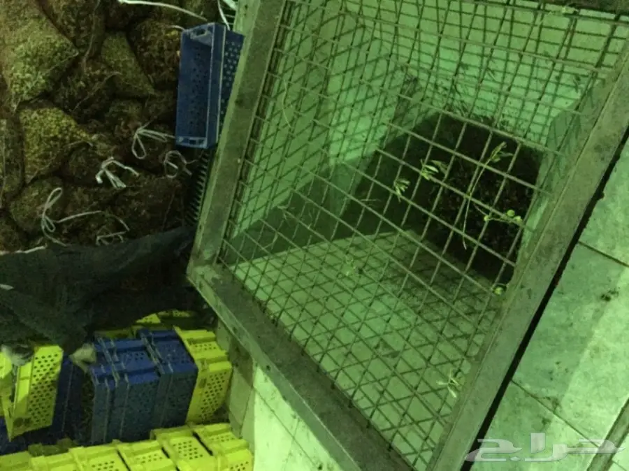 عصرة اولى على البارد زيت زيتون من مزرعتنا (image 4)