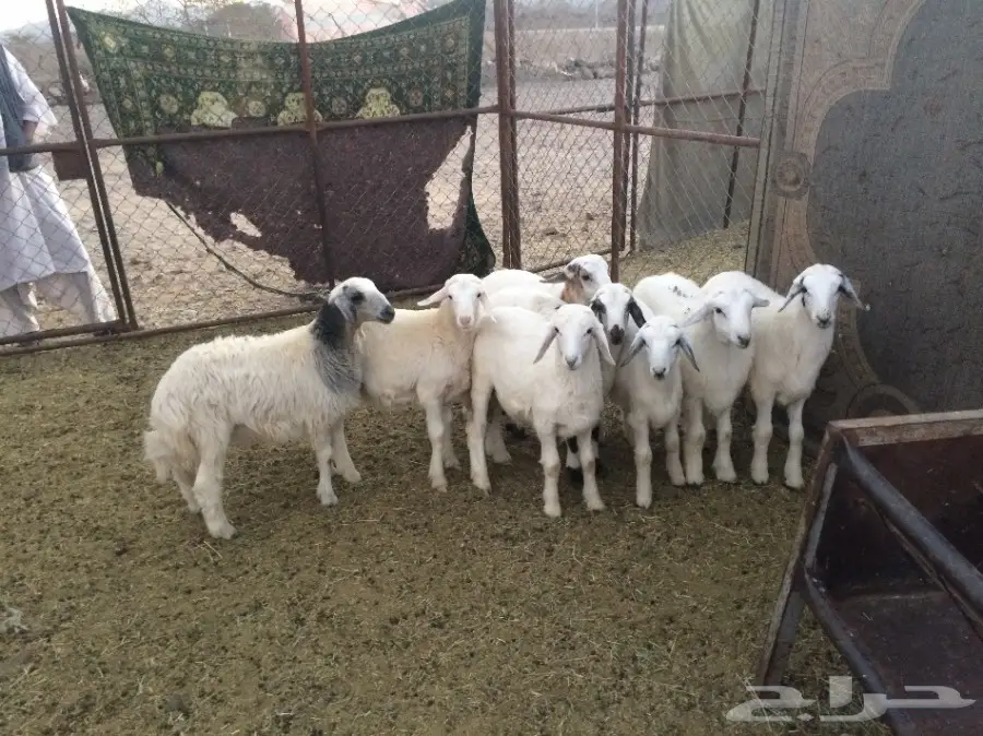 للي البيع  بهم العمر من 4 -5 شهور 