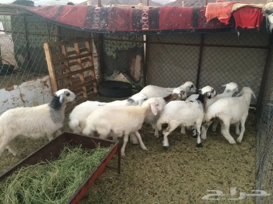 للي البيع  بهم العمر من 4 -5 شهور  (image 1)