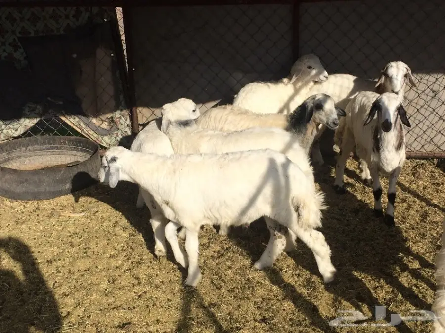 للي البيع  بهم العمر من 4 -5 شهور  (image 4)