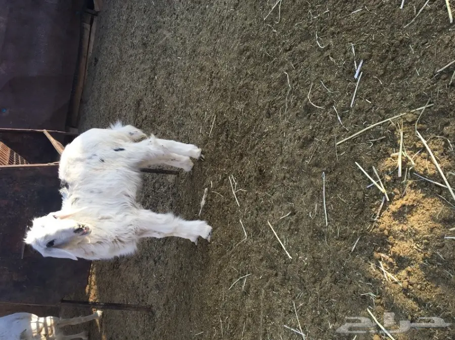  ذبايح مندي العمر شهرين ونص 390 (image 2)