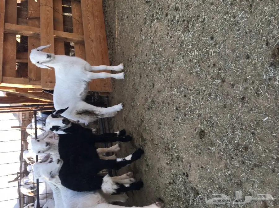  ذبايح مندي العمر شهرين ونص 390 (image 4)