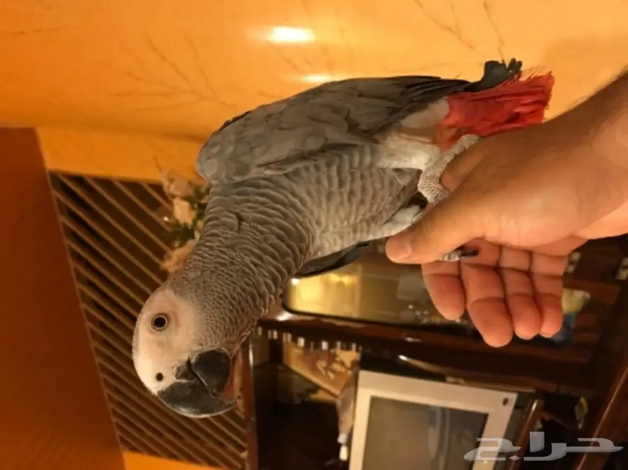 للبيع ببغاء كاسكو هولندي