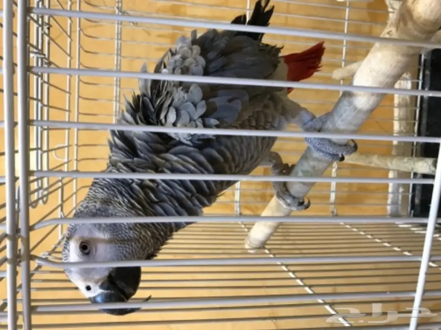 للبيع ببغاء كاسكو هولندي (image 2)