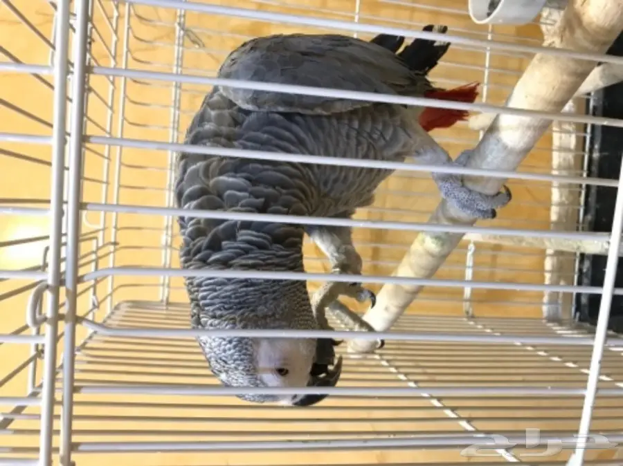 للبيع ببغاء كاسكو هولندي (image 4)