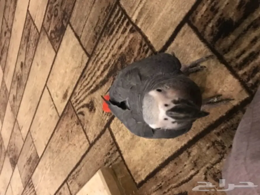 للبيع ببغاء كاسكو هولندي (image 5)