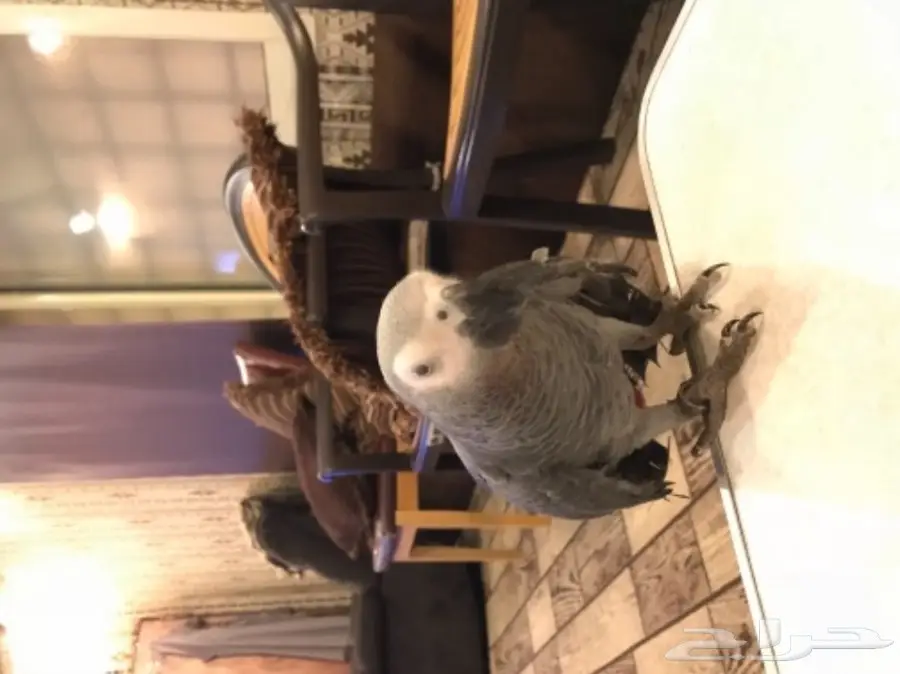 للبيع ببغاء كاسكو هولندي (image 6)