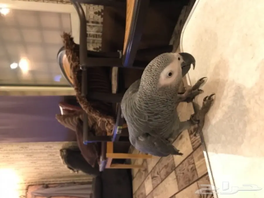 للبيع ببغاء كاسكو هولندي (image 7)