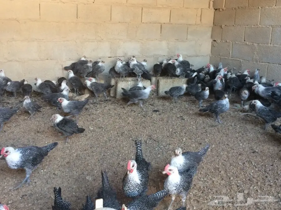 دجاج فيومي اصل