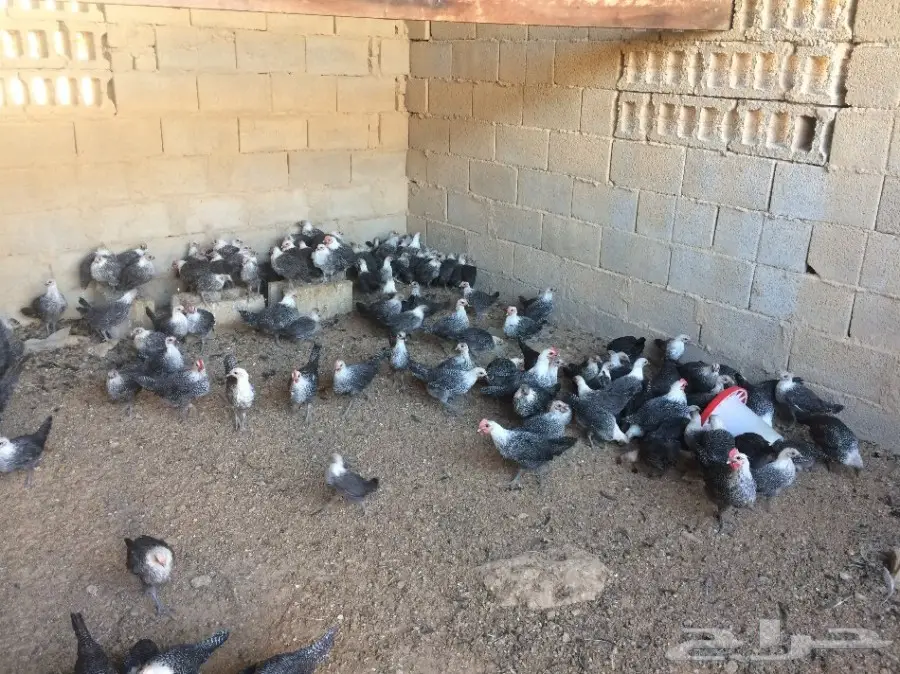 دجاج فيومي اصل (image 2)