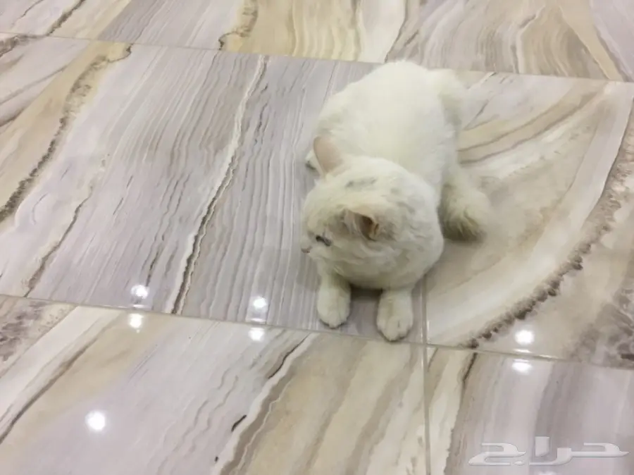 قطة شيرازي فرنسي رائعة! العمر 7 أشهر