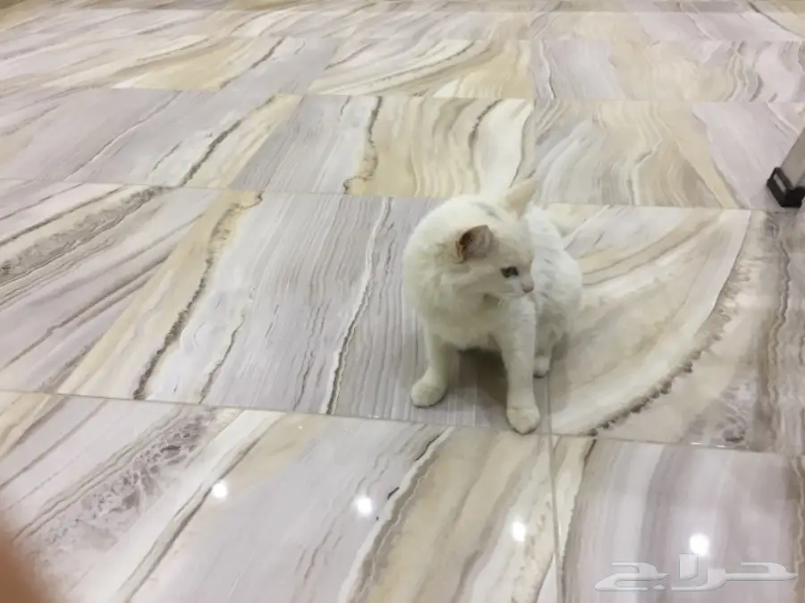 قطة شيرازي فرنسي رائعة! العمر 7 أشهر (image 1)