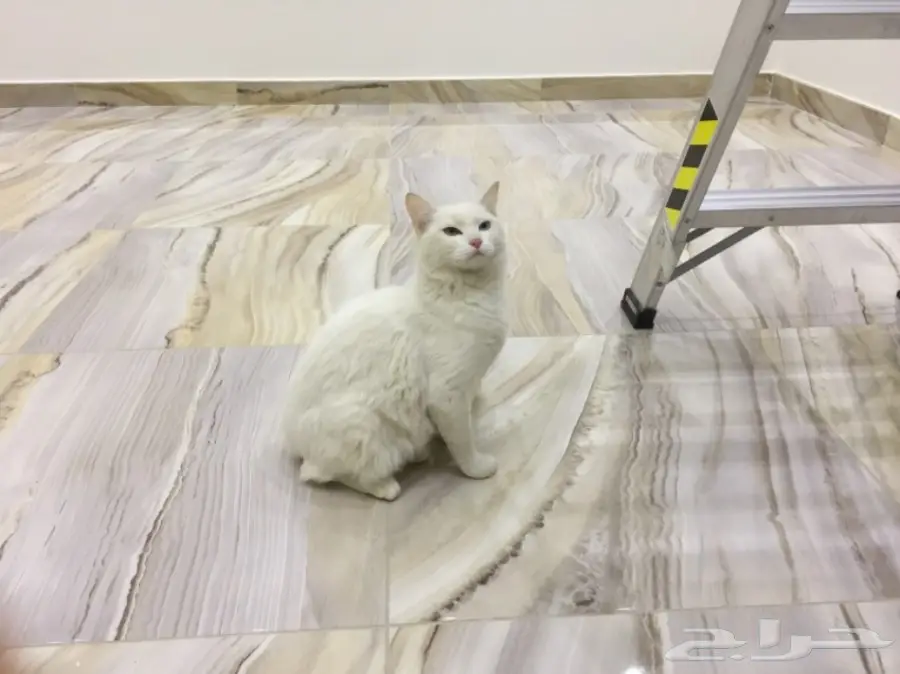 قطة شيرازي فرنسي رائعة! العمر 7 أشهر (image 2)