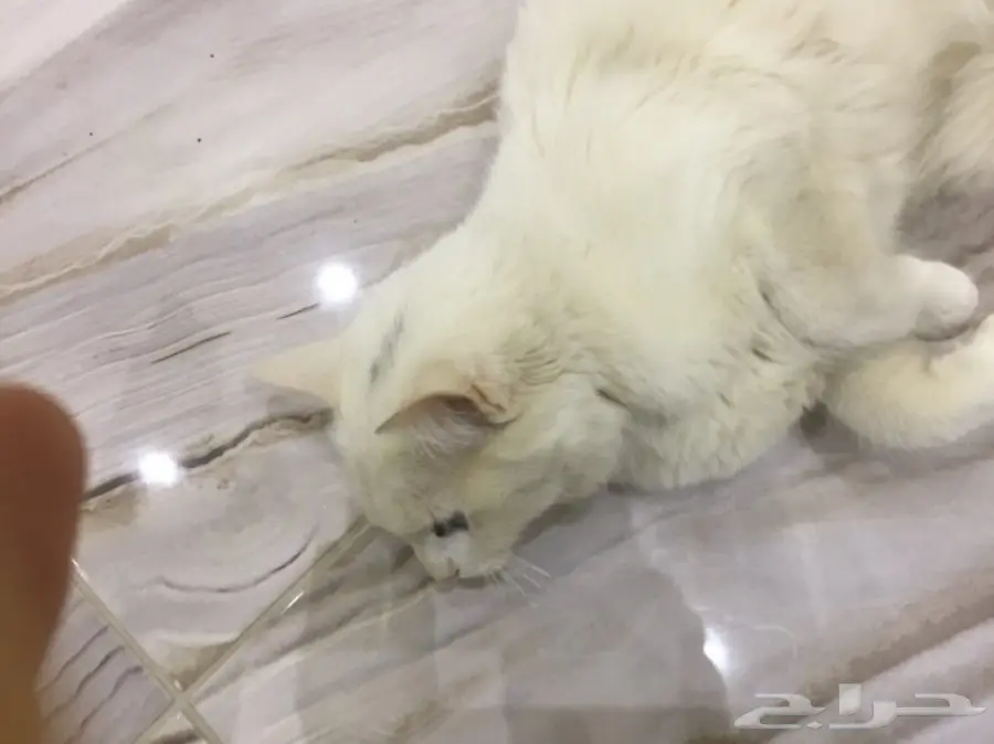 قطة شيرازي فرنسي رائعة! العمر 7 أشهر (image 3)