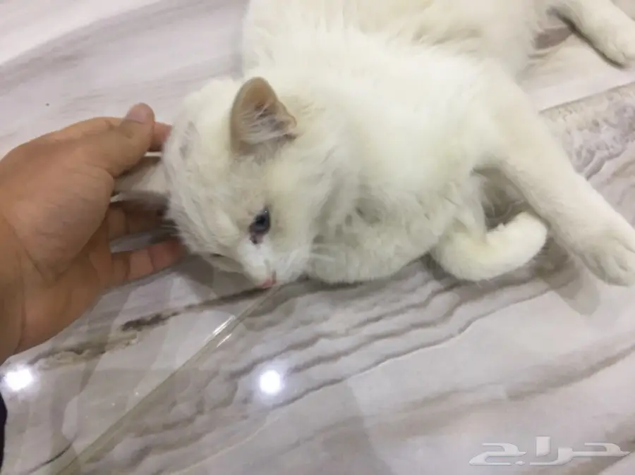 قطة شيرازي فرنسي رائعة! العمر 7 أشهر (image 4)