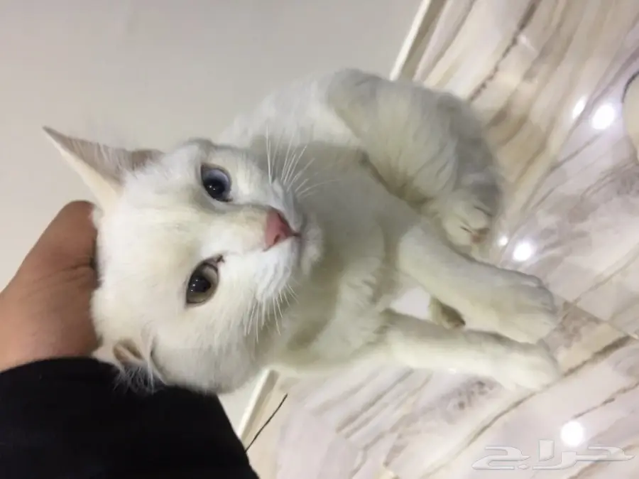 قطة شيرازي فرنسي رائعة! العمر 7 أشهر (image 5)